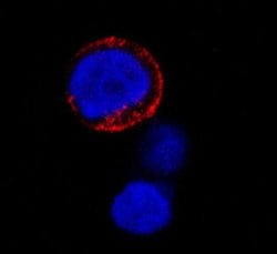 60S Ribosomal Protein L26 Rabbit anti-Human, Polyclonal, MilliporeSigma:Antibodies:Primary